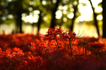 西陽の中の曼殊沙華