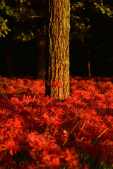 西陽の中の曼殊沙華