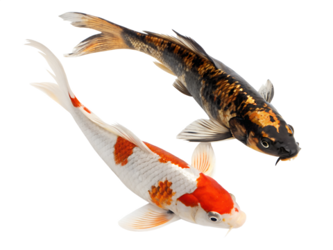 Illustration of A pair of koi fish, one orange and white and the other black and gold, swimming, isolated on a transparent background.