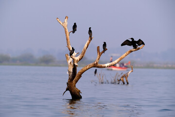 18 January 2025, Bird watching at Bhigwan Bird Sanctuary – famous for flamingos, Bhigwan is a...