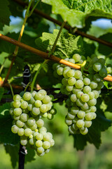 Vineyard with Hibernal near Cejkovice, Southern Moravia, Czech Republic