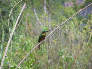 Hummingbird on a branch