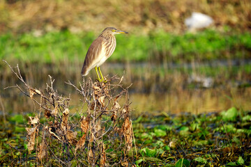 18 January 2025, Bird watching at Bhigwan Bird Sanctuary – famous for flamingos, Bhigwan is a small town around 100 kms away from Pune, Maharashtra, India.