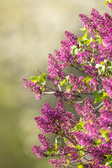 lilac in Slovakia in Polana National Park © Richard Semik
