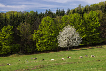 Sheep and goat herd in Polana mountains, Slovakia © Richard Semik
