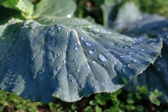 water drops on a leaf leaf water drop plant background desktop