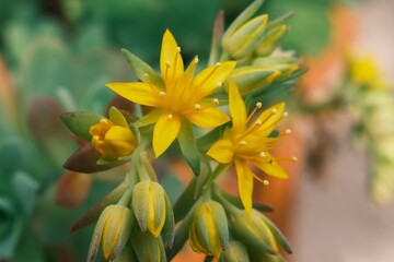 Fototapeta premium slightly angled shot captures the delicate beauty of an early spring flower in bloom
