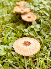 Cogumelo na natureza com varias cores e fundo desfocado .