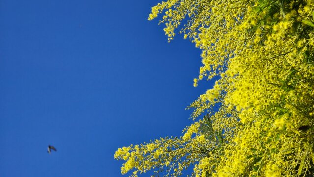 Bright yellow mimosa flowers against a clear blue sky.