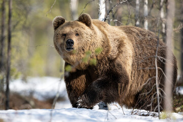 Big male bear on snow after hibernation period early in spring