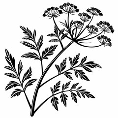 Bai sanicle vector silhouette black design white background