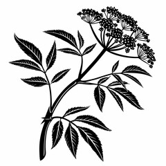 Bai sanicle vector silhouette black design white background