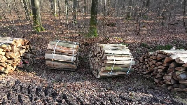 Geb&uuml;ndeltes Brennholz im Wald, Buchenholz, artholz, Heizmaterial