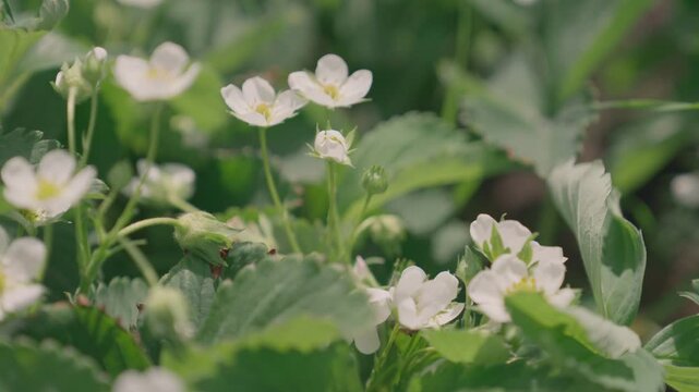 Blooming strawberry bush with flowers in the garden in spring.