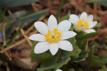 A sample of Bloodroot (Sanguinaria Canadensis) in the Poppy family, growing in Ontario Canada....