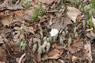 A sample of Bloodroot, the variety 