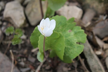 A sample of Bloodroot (Sanguinaria Canadensis) in the Poppy family, growing in Ontario Canada. -Captured by MIROFOSS