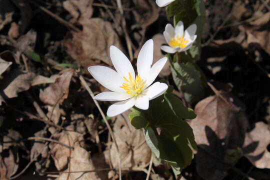 A sample of Bloodroot (Sanguinaria Canadensis) in the Poppy family, growing in Ontario Canada. -Captured by MIROFOSS