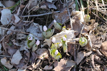 A sample of Bloodroot (Sanguinaria Canadensis) in the Poppy family, growing in Ontario Canada. -Captured by MIROFOSS