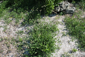 A sample of Bladder Campion (Silene Vulgaris) in the Carnation family, growing in Ontario Canada. -Captured by MIROFOSS