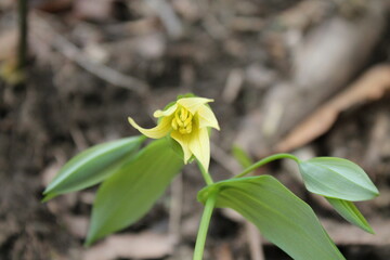 A sample of Bellwort (Uvularia Grandiflora) in the Lily family, growing in Ontario Canada....