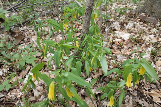 A sample of Bellwort (Uvularia Grandiflora) in the Lily family, growing in Ontario Canada. -Captured by MIROFOSS