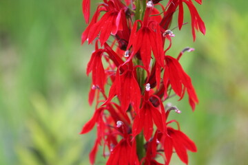 A sample of Cardinal Flower (Lobelia Cardinals) in the Bellflower family, growing in Ontario Canada. -Captured by MIROFOSS