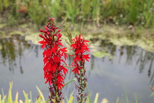 A sample of Cardinal Flower (Lobelia Cardinals) in the Bellflower family, growing in Ontario Canada. -Captured by MIROFOSS
