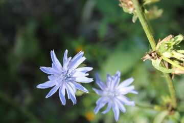 A sample of Chicory (Cichorium Intybus) in the Aster family, growing in Ontario Canada. -Captured by MIROFOSS