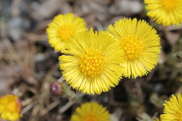 A sample of Coltsfoot (Tussilago Farfara) in the Aster family, growing in Ontario Canada. -Captured by MIROFOSS