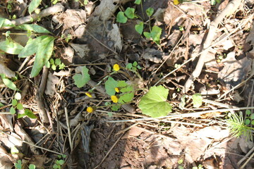 A sample of Coltsfoot (Tussilago Farfara) in the Aster family, growing in Ontario Canada. -Captured by MIROFOSS