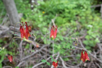 A sample of Wild Columbine (Aquilegia Canadensis) in the Buttercup family, growing in Ontario Canada. -Captured by MIROFOSS