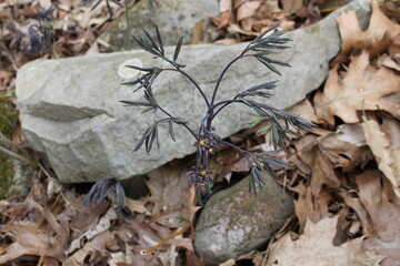 A sample of Giant Blue Cohosh (Caulophyllum Giganteum) in the Barberry family, growing in Ontario Canada. -Captured by MIROFOSS
