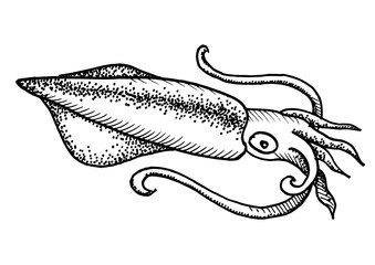 Squid isolated on white background for menu design.  Vintage engraved sketch. Seafood dot drawing collection