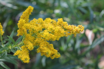A sample of Canada Goldenrod (Solidago Canadensis) in the Aster family, growing in Ontario Canada. -Captured by MIROFOSS