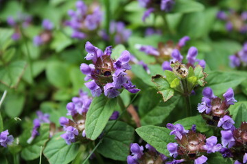 A sample of Heal-All (Prunella Vulgaris) in the Mint family, growing in Ontario Canada. -Captured by MIROFOSS