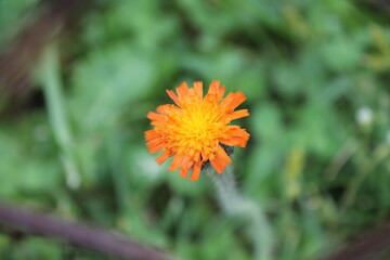 A sample of Orange Hawkweed (Hieracium Aurantiacum) in the Aster family, growing in Ontario Canada. -Captured by MIROFOSS