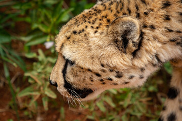 cheetah close-up hiding in grass
