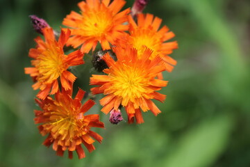 A sample of Orange Hawkweed (Hieracium Aurantiacum) in the Aster family, growing in Ontario Canada. -Captured by MIROFOSS