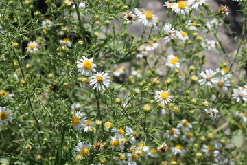 A sample of Heath Aster (Symphyotrichum Ericoides) in the Aster family, growing in Ontario Canada. -Captured by MIROFOSS