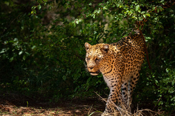 angry leopard walking on savanna close-up