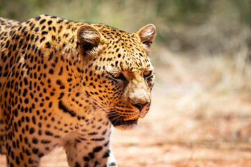 leopard walking on savanna close-up
