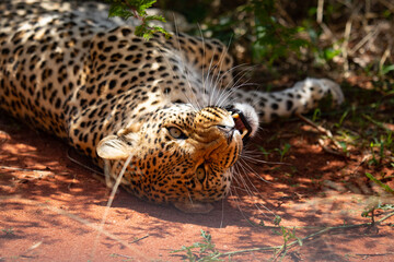 angry leopard growls muzzle close-up