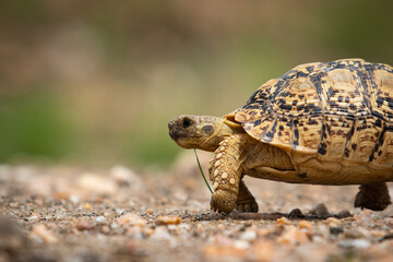 funny turtle runs fast forward