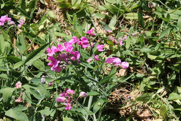 Fototapeta premium A sample of Everlasting Pea (Lathyrus Latifolius) in the Bean family, growing in Ontario Canada. -Captured by MIROFOSS