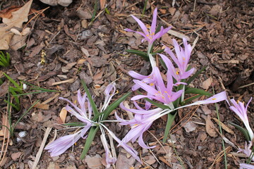 A sample of Spring Meadow Saffron (Cochicum Bulbocodium) in the Colchicum family, growing in Ontario Canada. -Captured by MIROFOSS