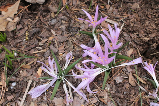 A sample of Spring Meadow Saffron (Cochicum Bulbocodium) in the Colchicum family, growing in Ontario Canada. -Captured by MIROFOSS