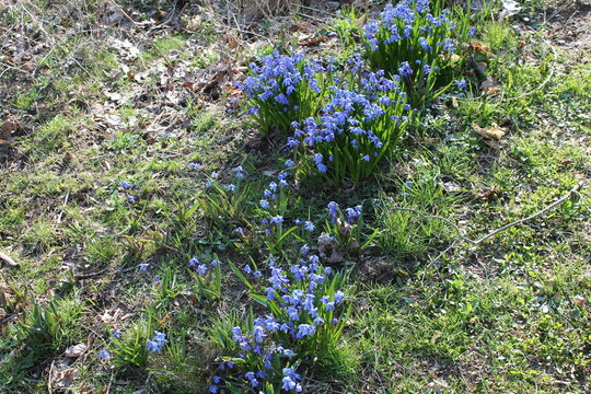 A sample of Siberian Squill (Scilla Siberica) in the Asparagus family, growing in Ontario Canada. -Captured by MIROFOSS