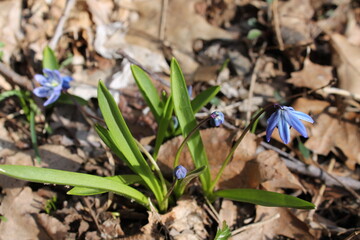 A sample of Siberian Squill (Scilla Siberica) in the Asparagus family, growing in Ontario Canada. -Captured by MIROFOSS