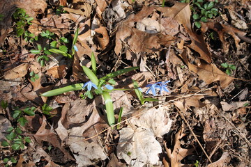 A sample of Siberian Squill (Scilla Siberica) in the Asparagus family, growing in Ontario Canada. -Captured by MIROFOSS